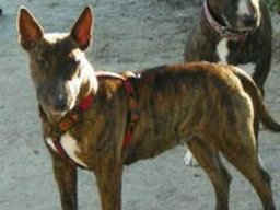 bull_terrier_20211129_1276164812